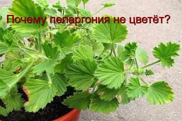 пеларгония не цветет