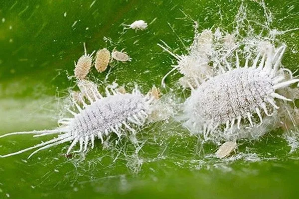 мучнистый червец