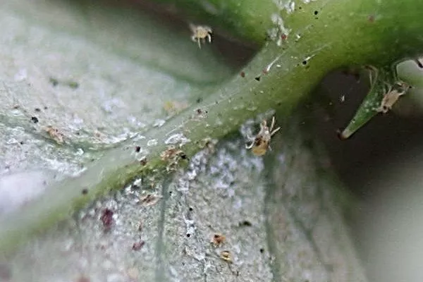 паутинный клещ на цветке