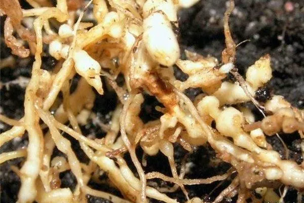 корни цветка, пострадавшие от нематоды