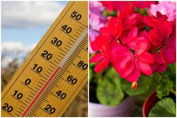 оптимальная температура для цветения пеларгонии