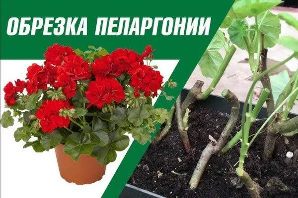 обрезка помогает растению лучше цвести