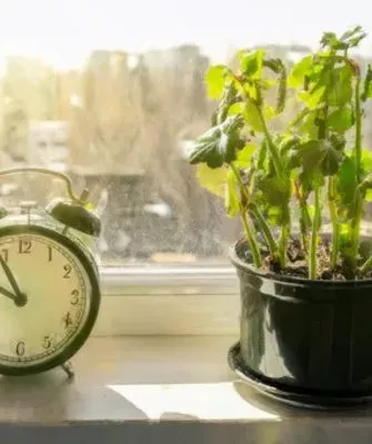 поместите цветок там, где оно будет получать обильное освещение в течение всего дня