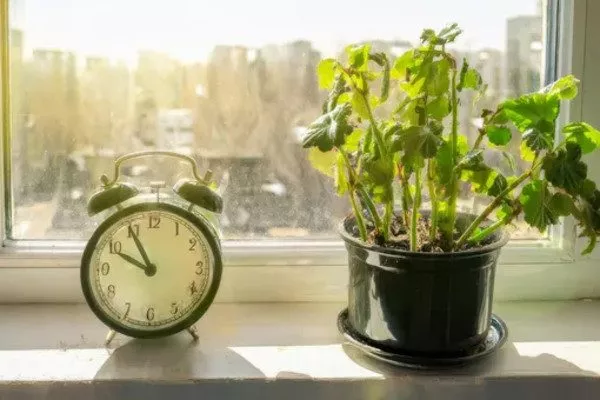 поместите цветок там, где оно будет получать обильное освещение в течение всего дня