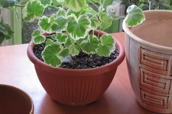 выбор подходящего горшка для герани