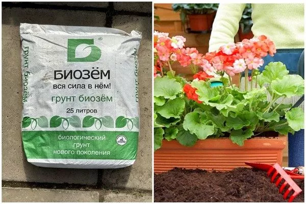 грунт для пеларгонии