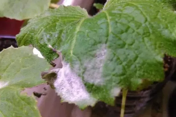 мучнистая роса на пеларгонии