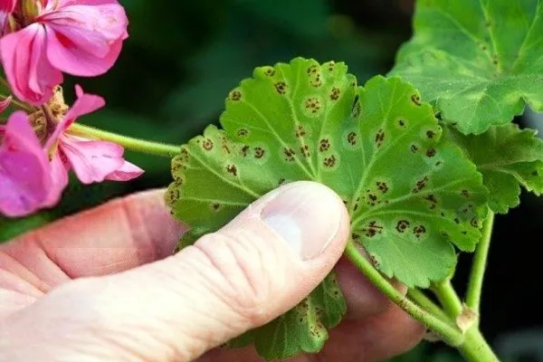 ржавчина на пеларгонии
