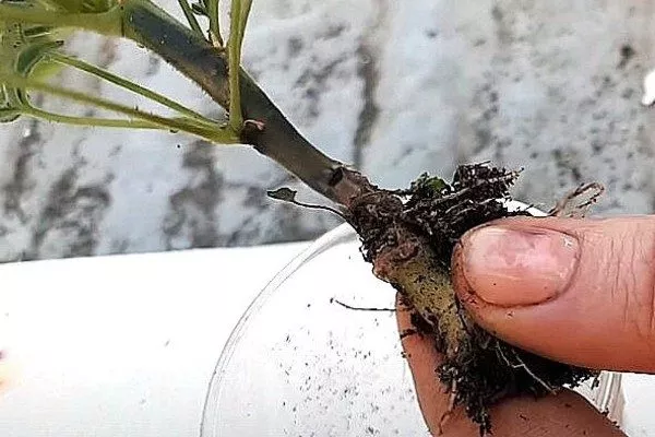 корневая гниль пеларгонии