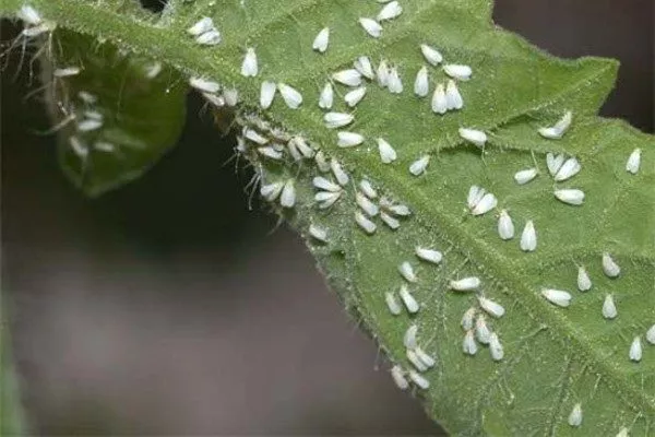 белокрылка на пеларгонии