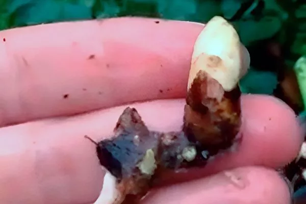 Почка размножение пиона