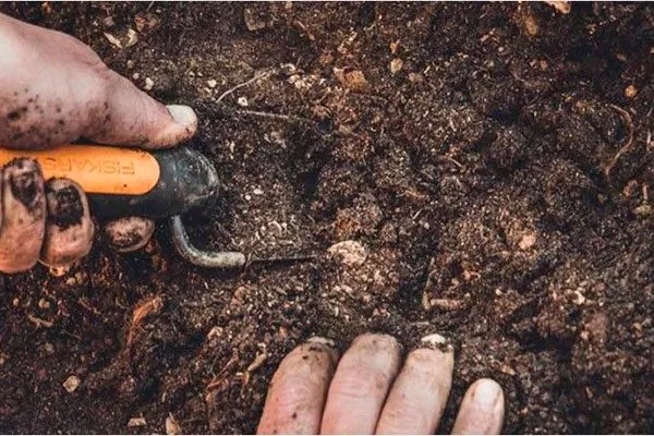 почва методы размножения пионов30