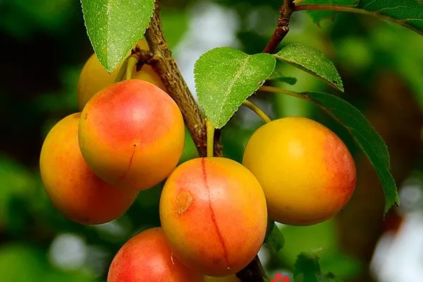 Подарок Чемала для сибири и урала43