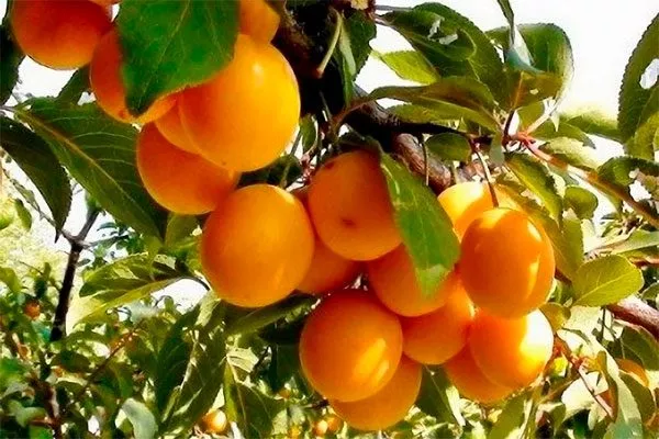 Подарок Санкт-Петербургу посадка алычи26