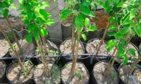 Подбор саженцев яблони Августа