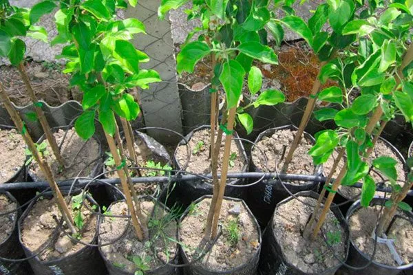 Подбор саженцев яблони Августа