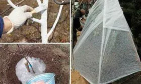 Подготовка груши к зиме груши Память Жегалова18