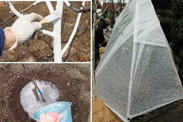 Подготовка груши к зиме груши Память Жегалова18