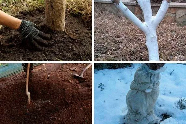 Подготовка к зиме Алыча и слива9