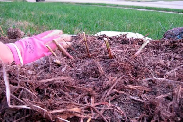 Подготовка к зиме пиона Ред Чарм9