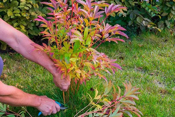 Подготовка к зиме посадка пионов19