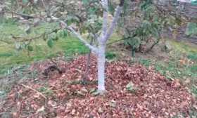 Подготовка к зиме яблони Августа