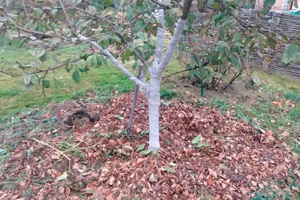 Подготовка к зиме яблони Августа