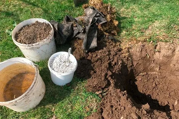 Подготовка почвы и посадочной ямы посадка алычи27