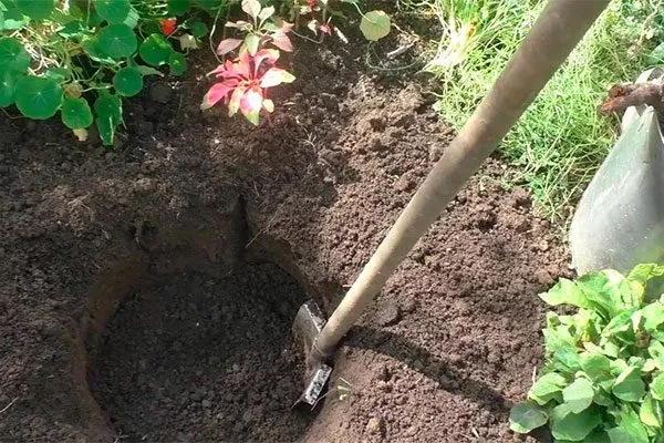 Подготовка почвы и посадочной ямы посадка пионов21