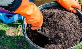 Подготовка почвы томатов Винный кувшин11