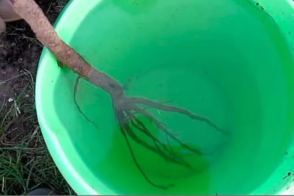 Подготовка саженца посадка алычи28