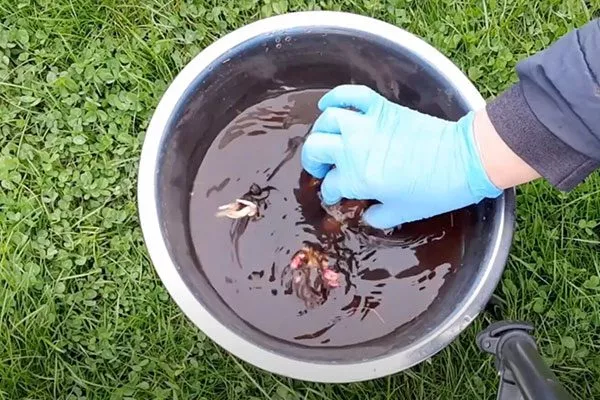 Подготовка саженца посадка пионов22