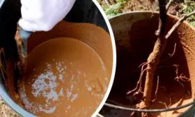 Подготовка саженцев груши Память Жегалова19