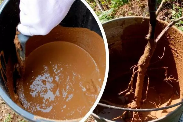 Подготовка саженцев груши Память Жегалова19