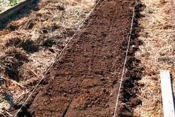 Подготовка участка огурцов Санькина любовь14