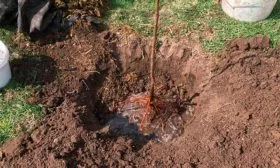 Подготовка ямы Яблони Долго12