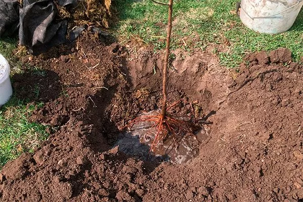 Подготовка ямы Яблони Долго12