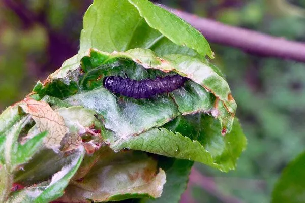 Подкорковая листовёртка болезни алычи8