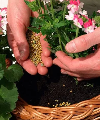 подкормка как удобрять пеларгонию26