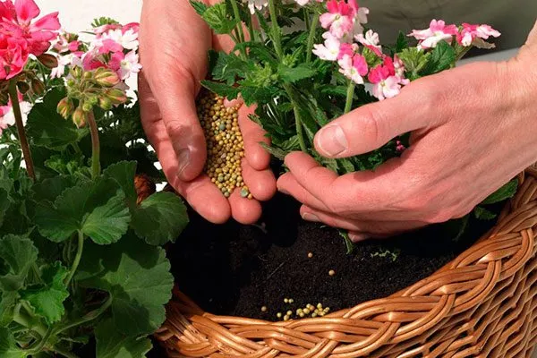 подкормка как удобрять пеларгонию26