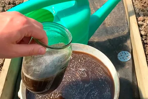 подкормка навозом Удобрение грецкого ореха16