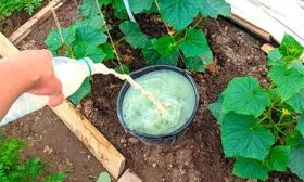 Подкормка огурцов Шопен14