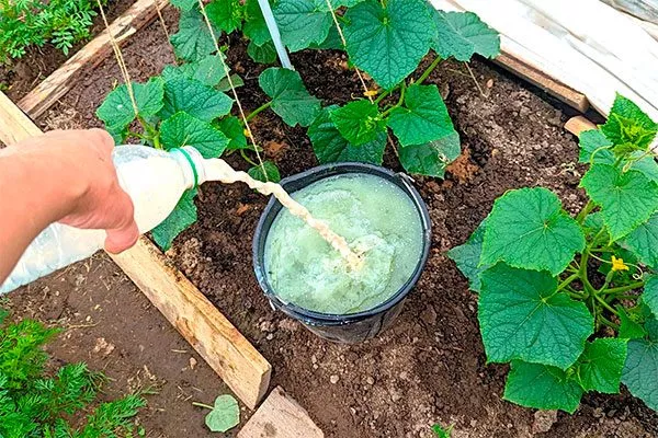 Подкормка огурцов Шопен14