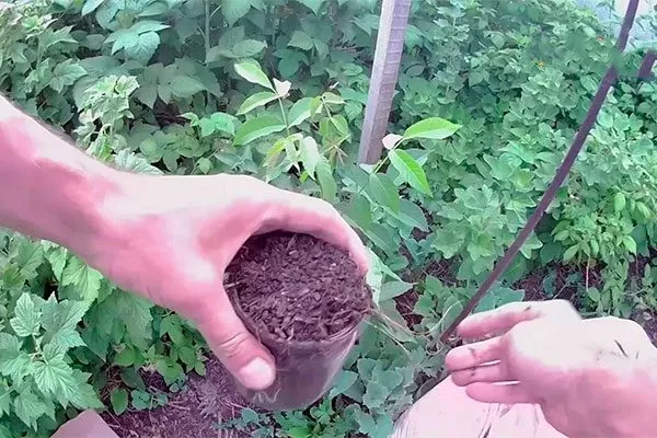 подкормка перегноем Удобрение грецкого ореха17