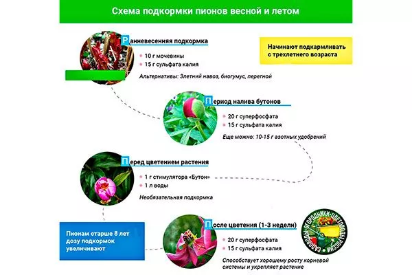 Подкормка пересадка пионов23