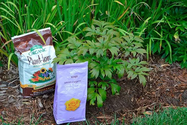 Подкормка посадка пионов23