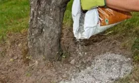 подкормка яблони Семеренко