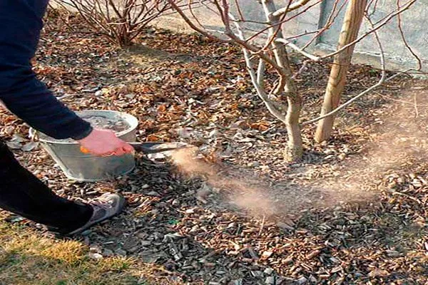 подкормка золой Удобрение грецкого ореха15