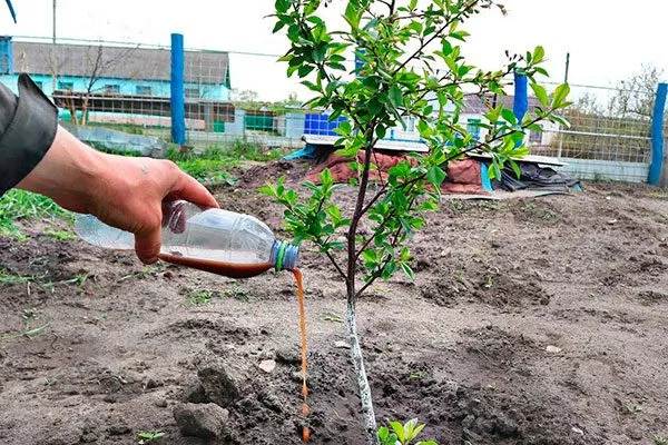 Подкормки Алыча и слива10