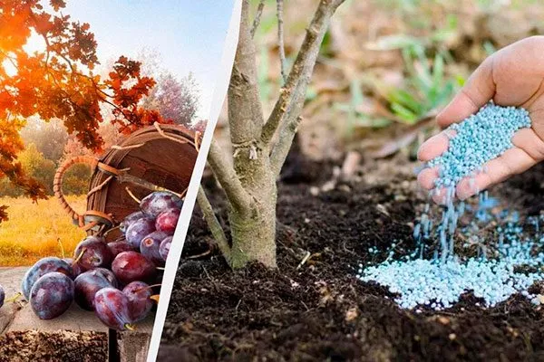 Подкормки меры борьбы21